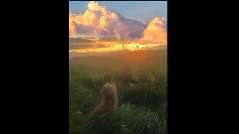 Cute Cat Vids #7