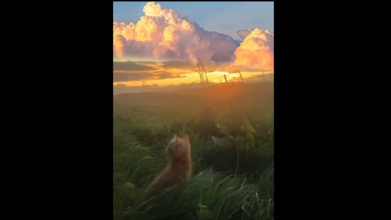 Cute Cat Vids #7