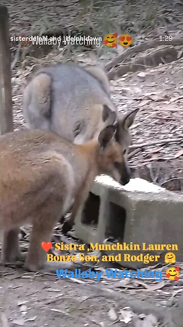 Sistra, Munchkin Lauren, Bonzo Son And Rodger The Red Necked Wallabies 🥰🤗❤️🦘
