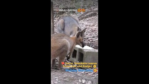 Sistra, Munchkin Lauren, Bonzo Son And Rodger The Red Necked Wallabies 🥰🤗❤️🦘