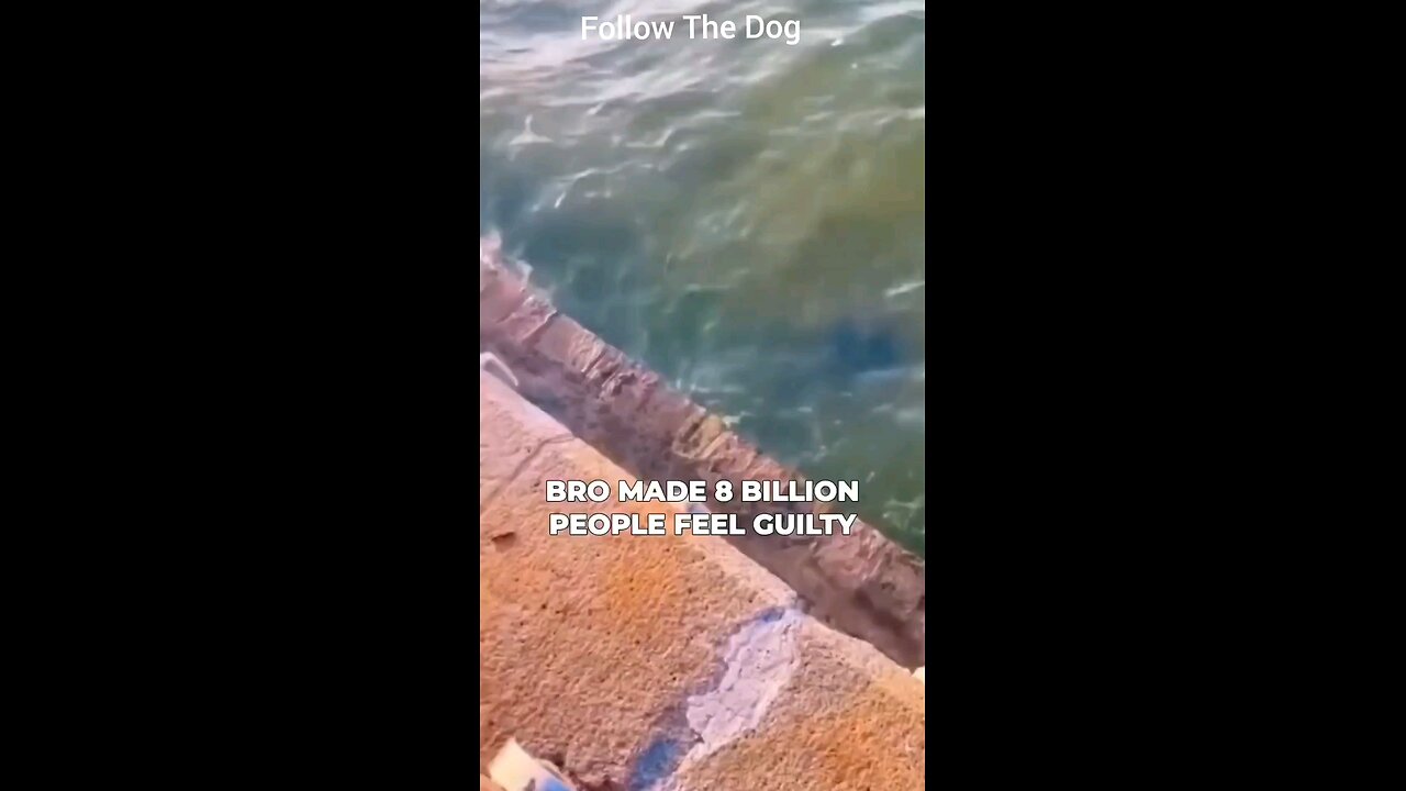 Follow The Dog