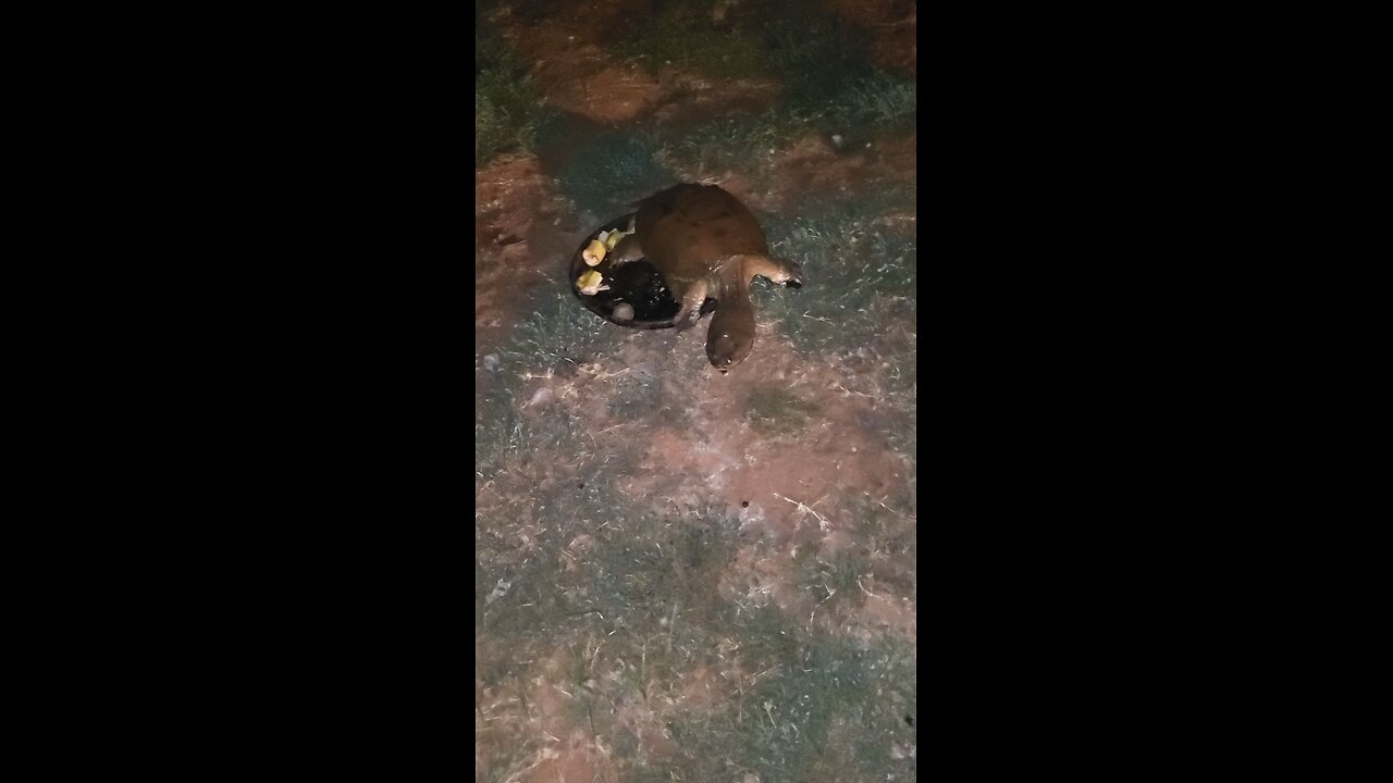 Turtles 🐢 extended edition
