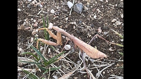 It Started with a Praying Mantis: Crittersville