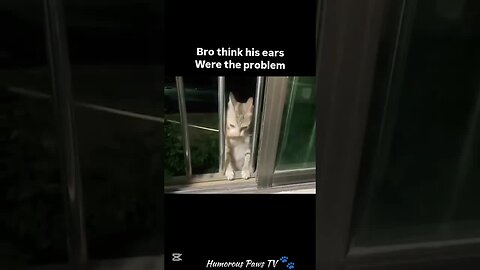 These Pets Just Can't Stop Being Silly!