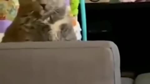 Cute Cats & Babies Together 🐱👶 | Funny & Adorable Shorts