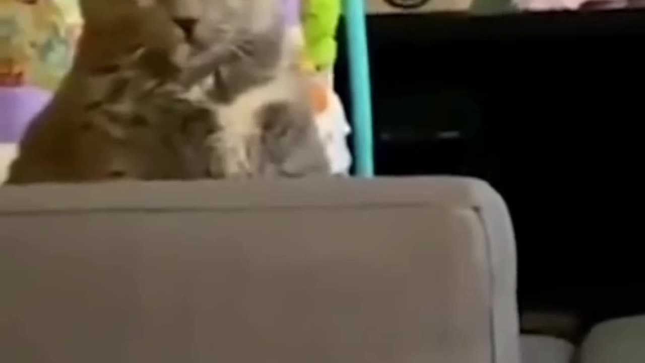 Cute Cats & Babies Together 🐱👶 | Funny & Adorable Shorts