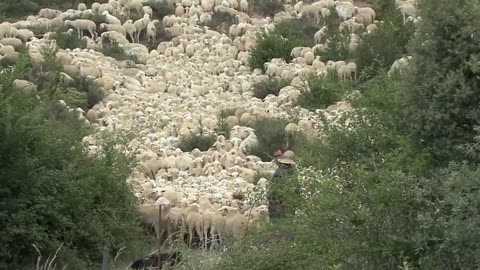 Human Faced Lamb