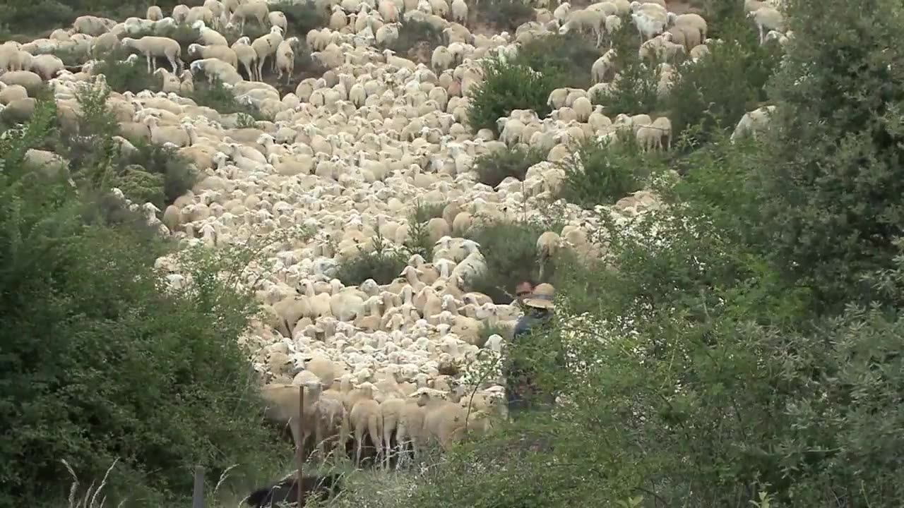 Human Faced Lamb