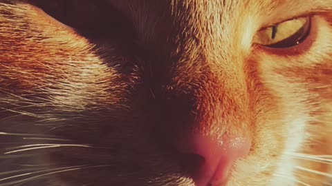 Cute cat