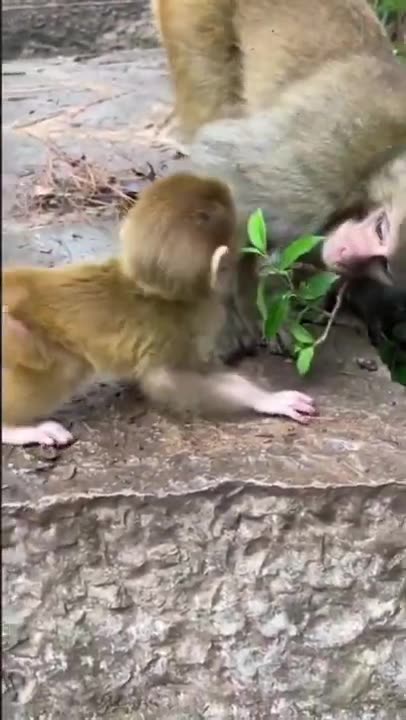 little monkey short video #monkey #animals #viral #short #play #baby #funny #fun