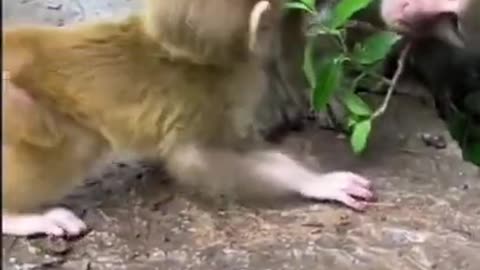 little monkey short video #monkey #animals #viral #short #play #baby #funny #fun