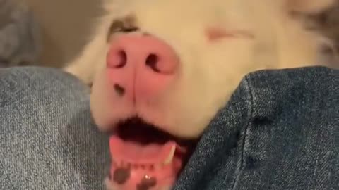 🐶😂 Dogs Understand Us a Lot! | FunFM