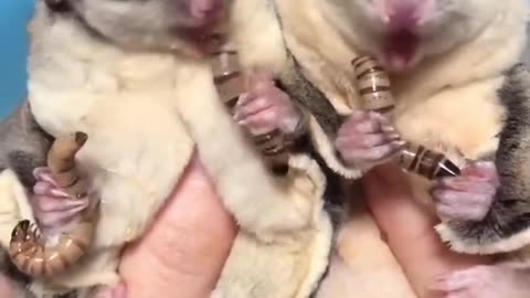 Help me by watching and sharing my videos so I can save more cats..Cats look at your hands💕