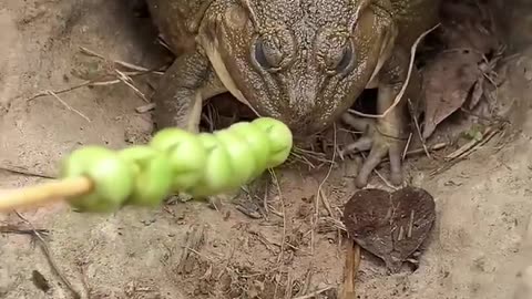 Funny Frog #frog #cute #animals #funny
