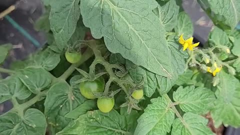 Siam Micro tomato - F1 Hybrid