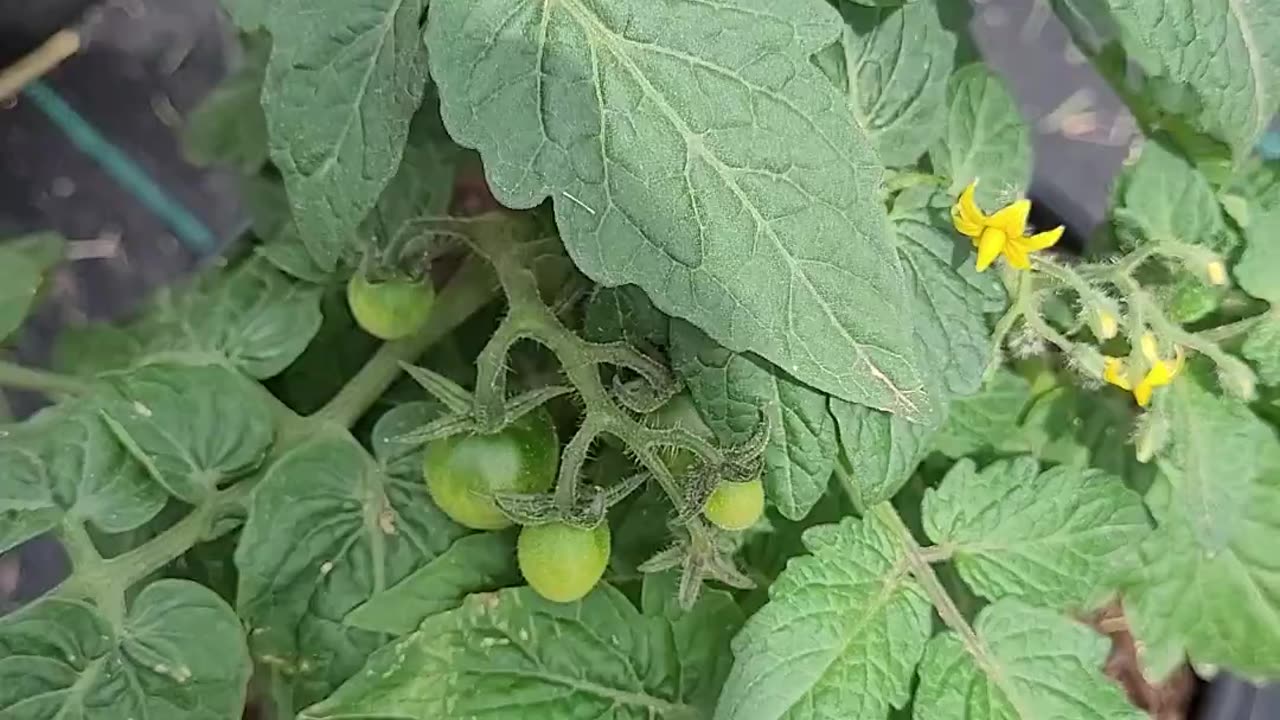 Siam Micro tomato - F1 Hybrid