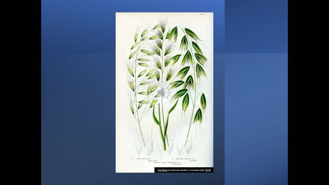 Canadian Genepool 2 Oats