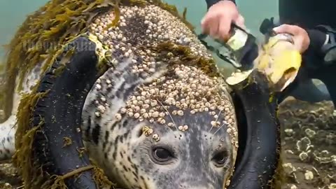 Scuba Diver Saves Stranded Seal from Entrapment