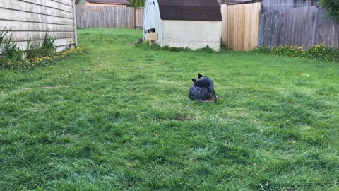 backyard Rumble 3239084