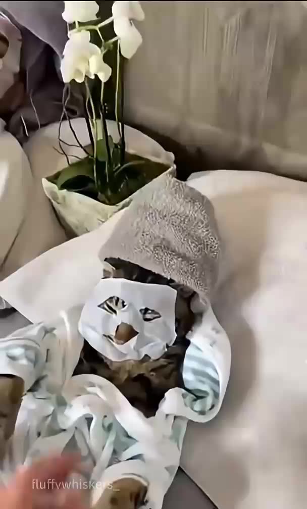 ~~~ A COPYCAT😅LITERALLY ~~~