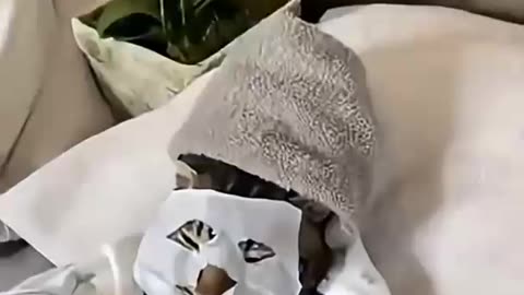 ~~~ A COPYCAT😅LITERALLY ~~~