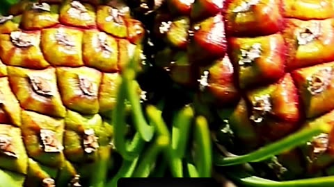 Use this supplement to boost testosterone. #health #healthy #healthadvice #reels #shorts