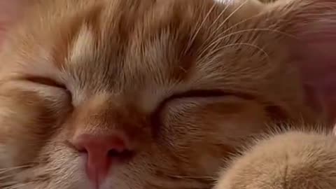 Cute and funny cat video