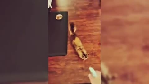 You'll get a cat after watching these 🤣🤣