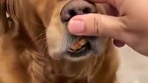 pet videos, dog tricks, dog training, barking dogs, dog fails, dog moments,
