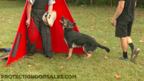 Protection Dog workout