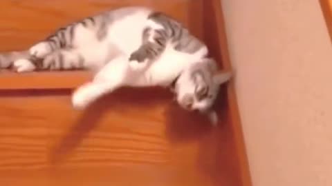 Cute Cats Funny Videos | part 4