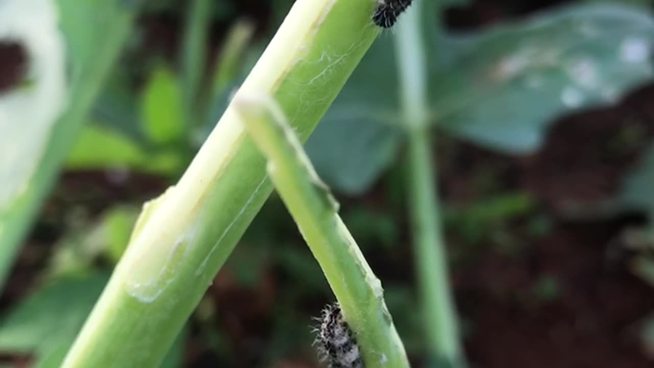 Cabbage caterpillar