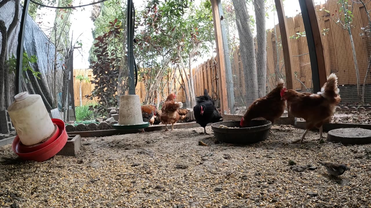 Backyard Chickens Fun Relaxing Video Sounds Noises Hens Roosters!
