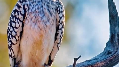 Big Beak Looking for food