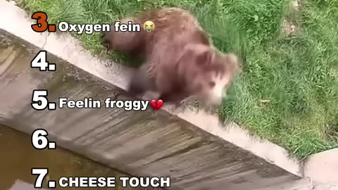 Animal Funniest Moments