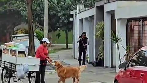 Golden Asks for Bread Every Morning