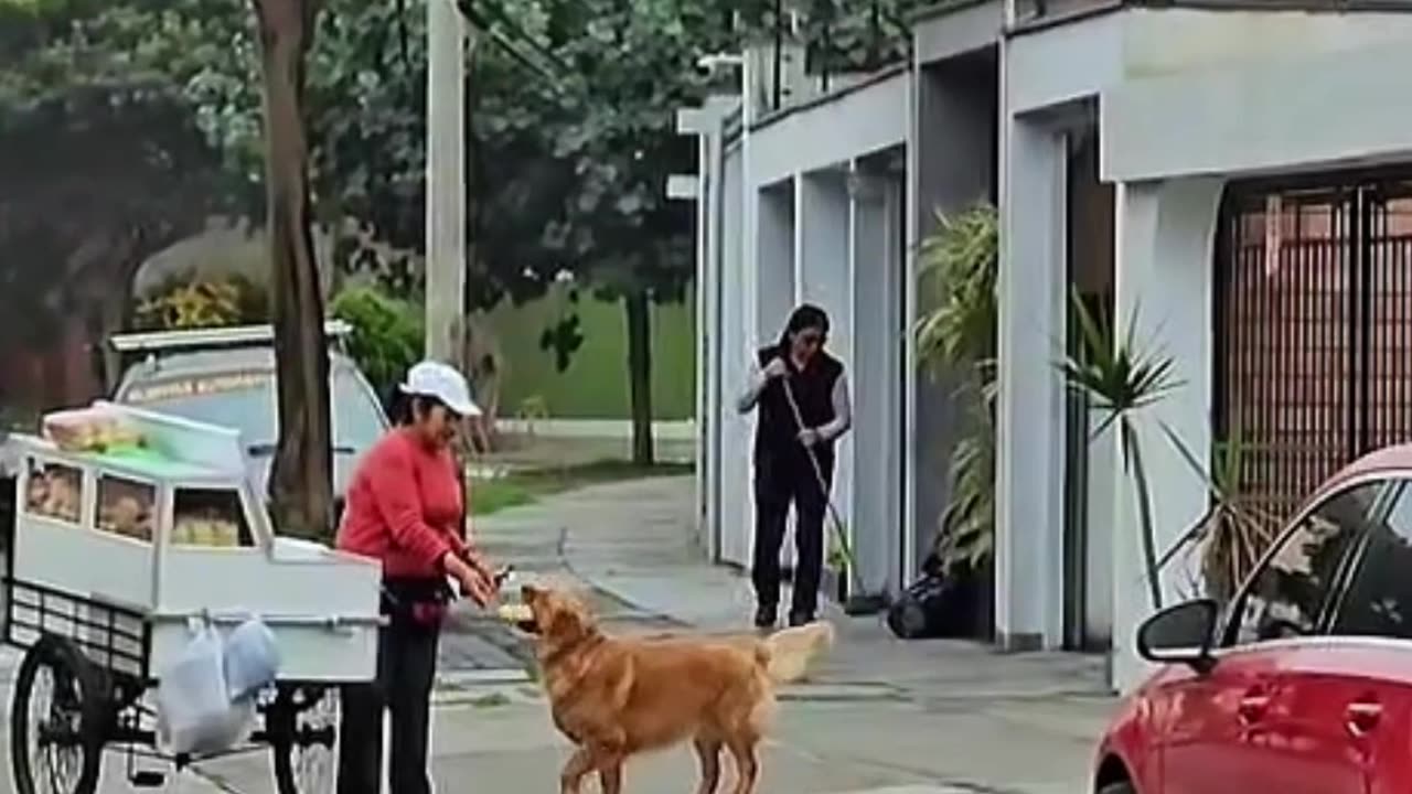 Golden Asks for Bread Every Morning