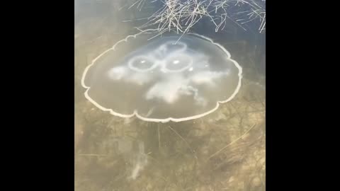 Moon Jellyfish Flex 💪🪼 | Slow Motion Ocean Magic