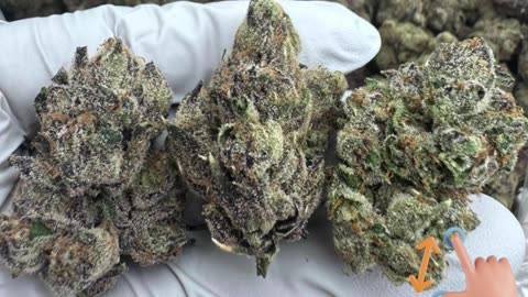 Super Sauce THCa Flower | 30%+ Living Soil Hybrid | Sweet Candy Gas, Euphoric, Uplifting, Bulk #thca