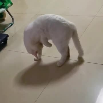 Cats are weird.. 😂