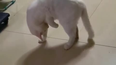 Cats are weird.. 😂