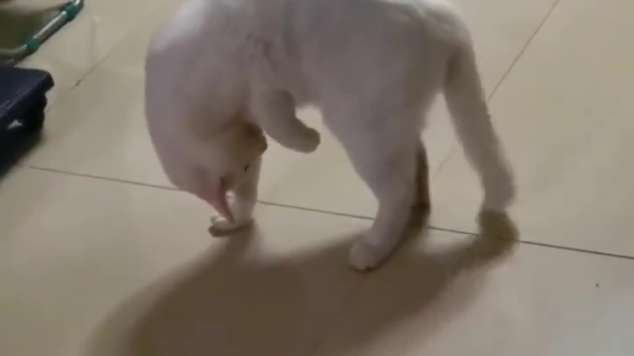 Cats are weird.. 😂