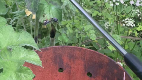 1000-Degree Hogweed Challenge - Giant Hogweed vs Butane Weed Burner Torch