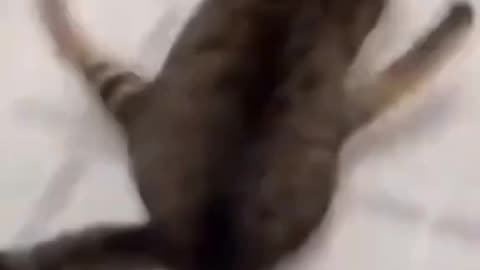 cats and dogs race