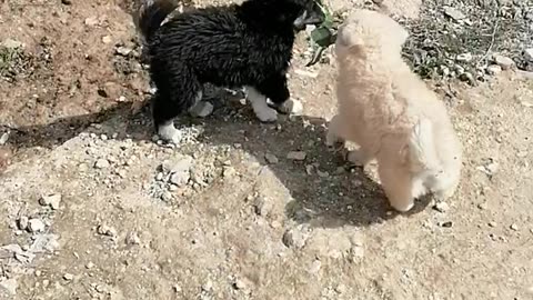 Cute dogs❤️