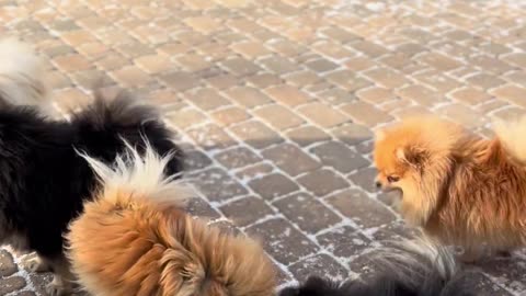 These small-generation dogs are having the best time outdoors!