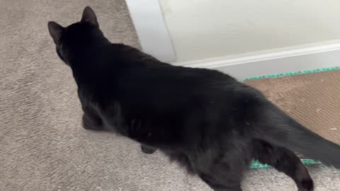 Cute Precious Piper Leaves the Room - My Adopted Shelter Cat Vlog