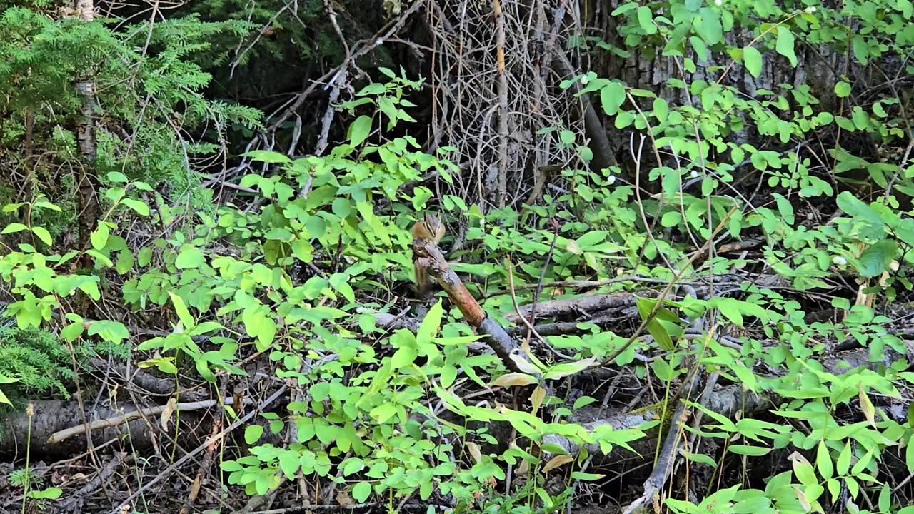 S01E04 Squirrel Things ... ID Panhandle