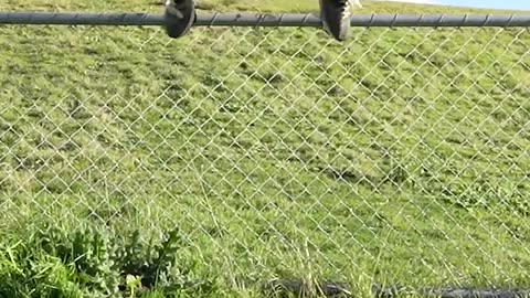 Funny Animals