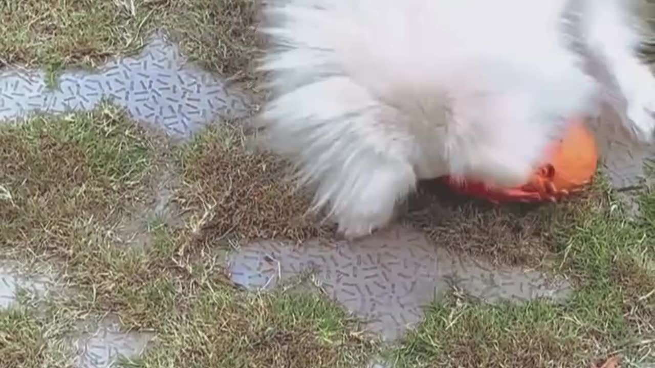 Our Dragon Egg Toy is built to survive even the toughest jaws.